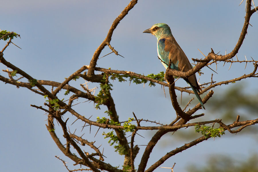  Eurasian Roller   Kenya